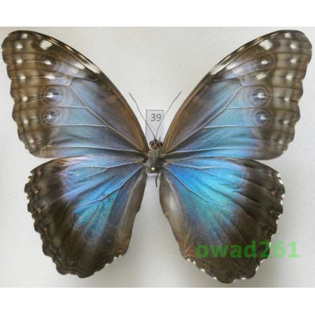 Morpho peleides Kollar, 1850 female Columbia 103mm39
